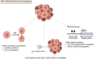 Viral Causality of Human Cancer and Potential Roles of Human Endogenous Retroviruses in the Multi-Omics Era: An Evolutionary Epidemiology Review